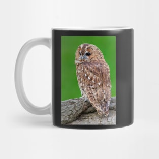 Tawny Owl Mug